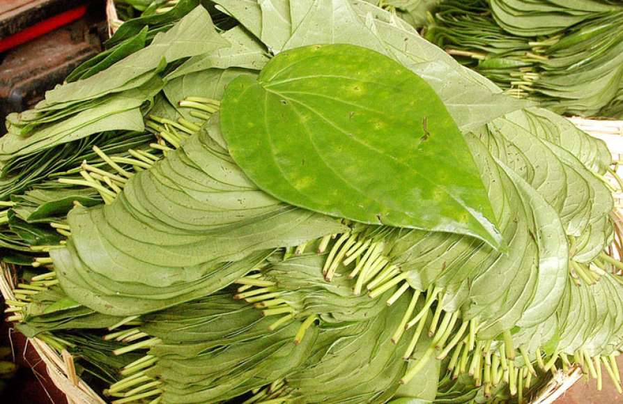 Tamalapaku Betel
